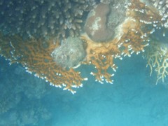 Millepora dichotoma