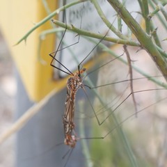 Ischnotoma