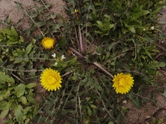 Taraxacum officinale
