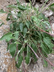Eriogonum nudum westonii