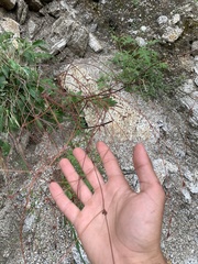 Eriogonum nudum westonii
