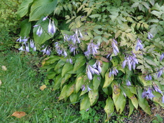 Hosta lancifolia