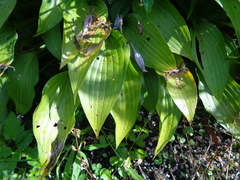 Hosta lancifolia