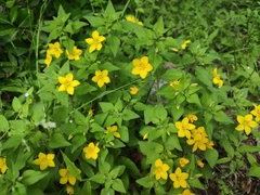 Lysimachia grammica