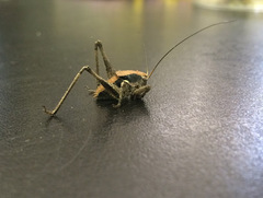 Atlanticus monticola