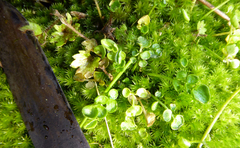 Cardamine panatohea