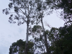 Eucalyptus bosistoana