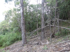 Eucalyptus bosistoana