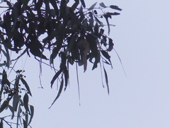 Eucalyptus bosistoana
