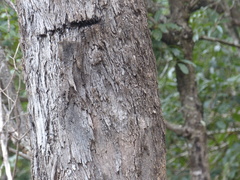 Eucalyptus bosistoana
