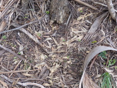 Eucalyptus bosistoana