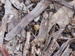 Eucalyptus bosistoana