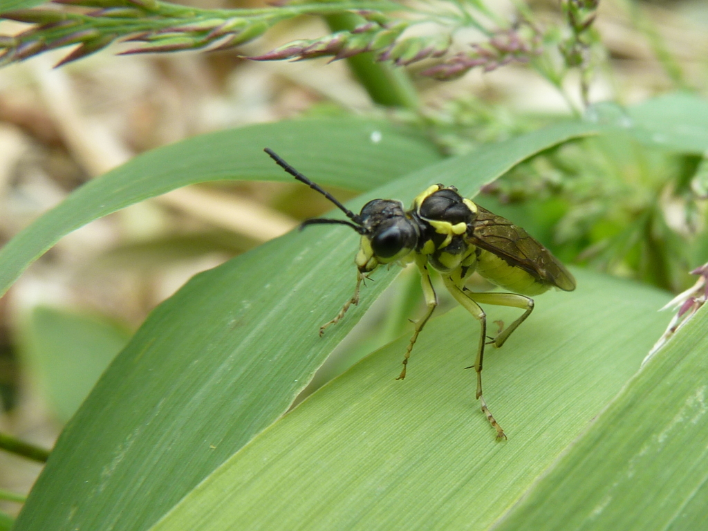Tenthredo zomborii