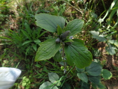 Clematis heracleifolia