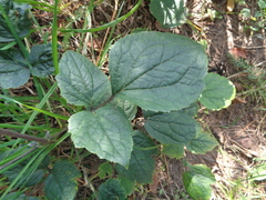 Clematis heracleifolia