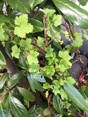 Ribes rubrum