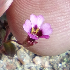 Erythranthe androsacea