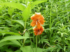 Lilium medeoloides