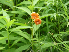 Lilium medeoloides