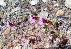 Erythranthe androsacea