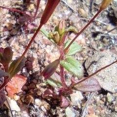 Erythranthe androsacea