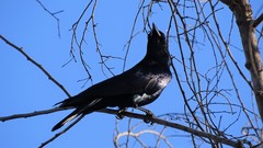Corvus sinaloae
