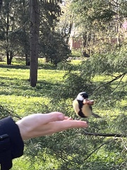 Parus major