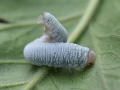 Monostegia abdominalis