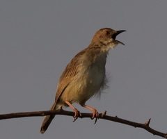 Cisticola chiniana
