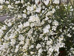 Cytisus × praecox