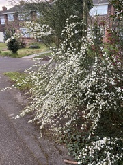 Cytisus × praecox