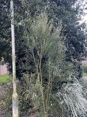 Cytisus × praecox