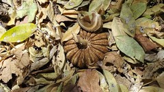 Hura polyandra