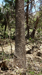 Hura polyandra