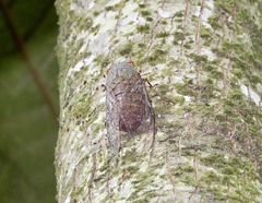 Platylomia larus