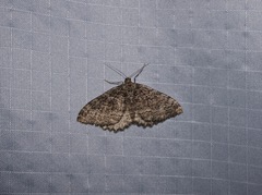 Triphosa californiata