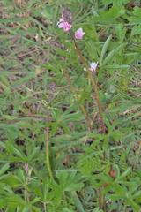 Sidalcea campestris