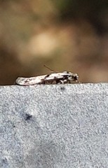 Stenolechiodes pseudogemmellus