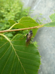 Siobla jucunda