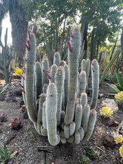 Cleistocactus strausii