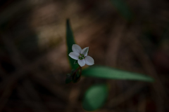Claytonia rosea