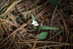 Claytonia rosea