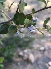 Ceanothus tomentosus olivaceus