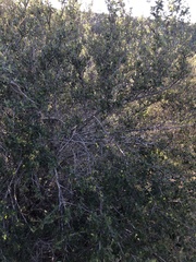 Ceanothus tomentosus olivaceus