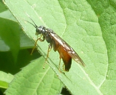 Tenthredo ferruginea