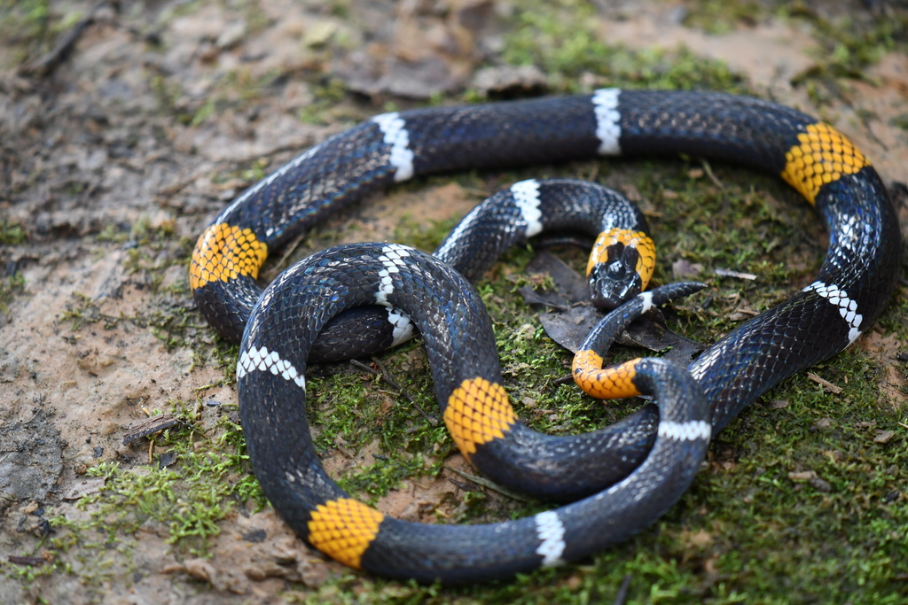 Western Worm-eating Coral Snake (Micrurus ortoni)