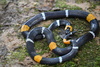 Micrurus hemprichii ortoni - Photo (c) Jeremy P., some rights reserved (CC BY-NC), uploaded by Jeremy P.