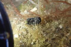 Melanochlamys queritor