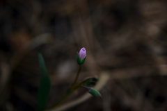 Claytonia rosea