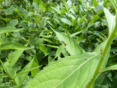 Tenthredo ferruginea